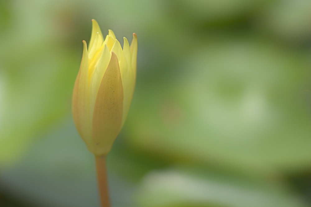 Seerose im Botanischen Garten von Freiburg: Summilux 50 mm @ f/4.0