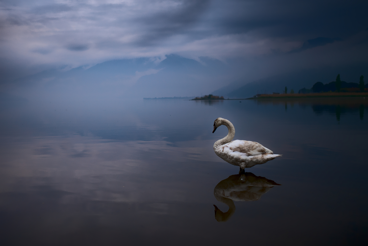 Der Schwan von Sorico fotografiert mit Leica M und Summicron-M 35 mm @ f/2.0.