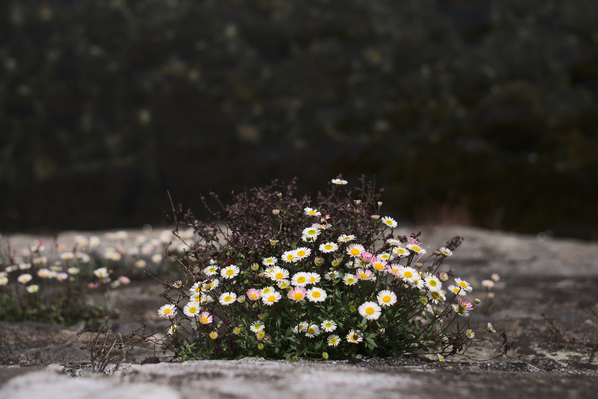 Mauerblümchen fotografiert mit Leica M und Summicron-M 35 mm @ f/2.0.