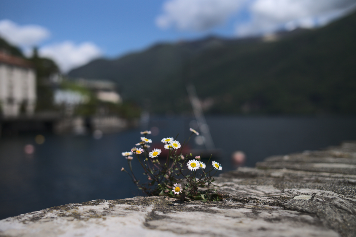 Die Blumen des George. Fotografiert mit Leica M und Summicron-M 35 mm @ f/2.0.