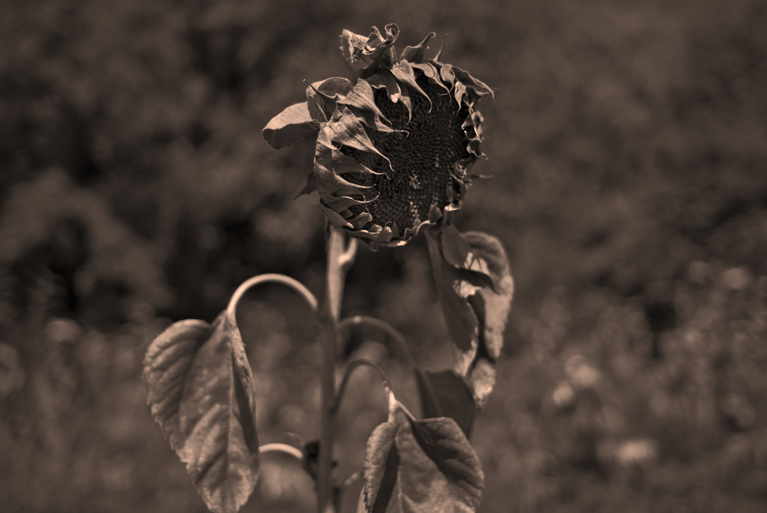 Sonnenblume #3. Fotografiert mit Leica M und Summicron-M 35 mm @ f/2.0.