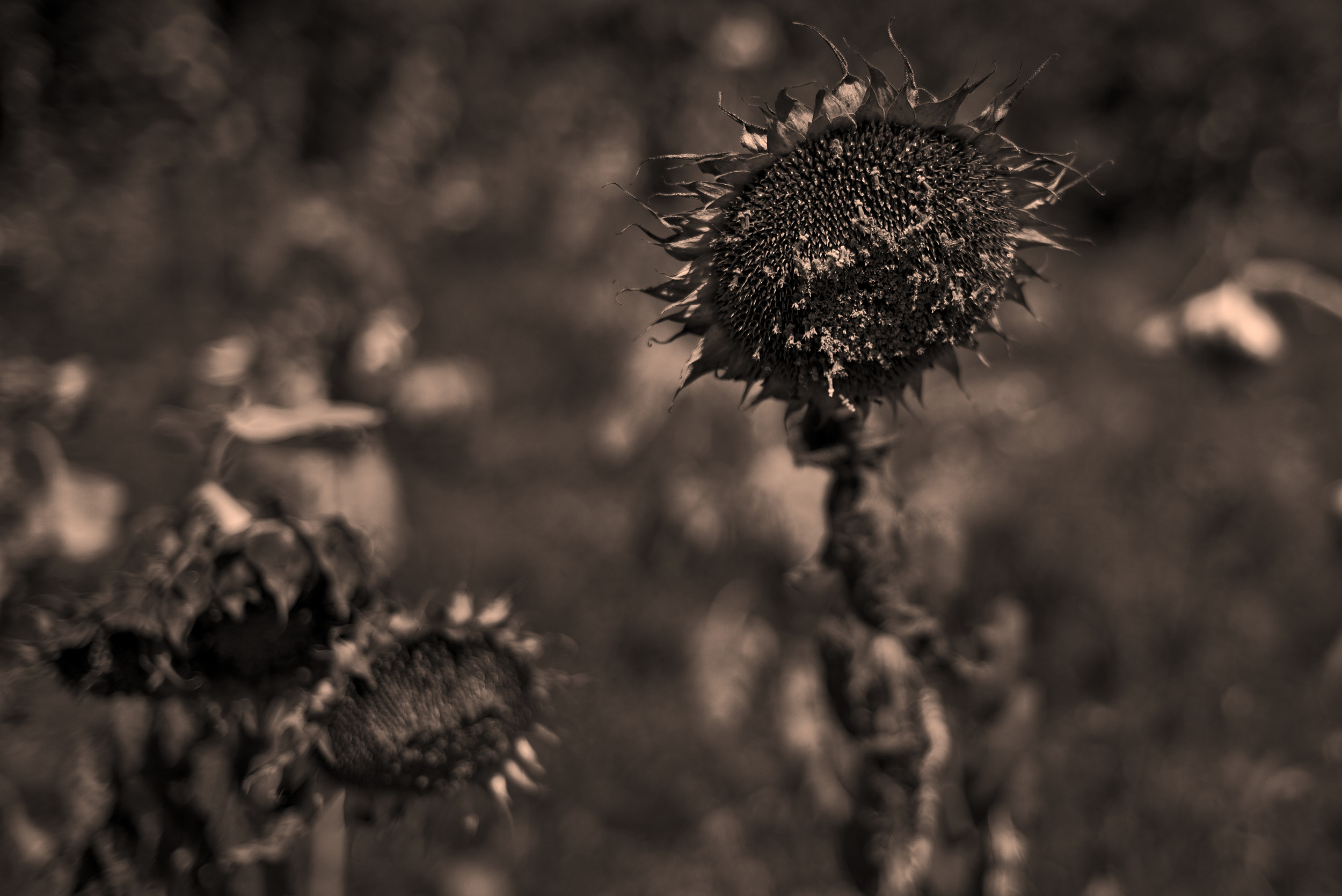 Sonnenblume #2. Fotografiert mit Leica M und Summicron-M 35 mm @ f/2.0.