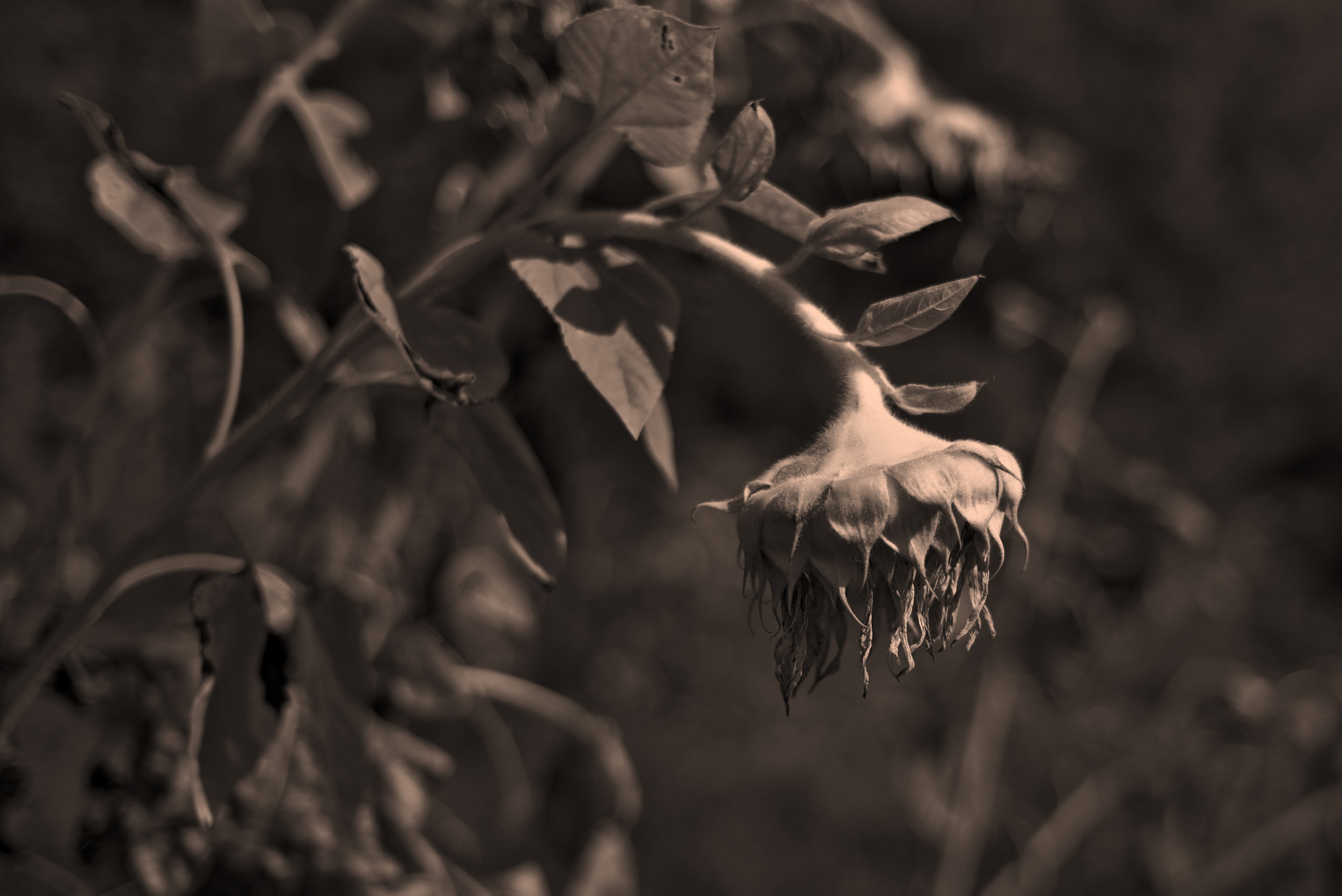 Sonnenblume #1. Fotografiert mit Leica M und Summicron-M 35 mm @ f/2.0.